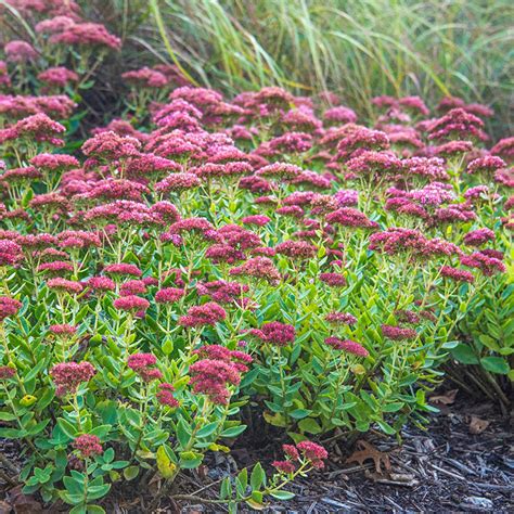 where to buy autumn joy sedum near me|picture of autumn joy sedum.